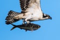 Osprey Catch Closeup Royalty Free Stock Photo
