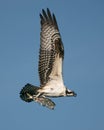 Osprey Catch II Royalty Free Stock Photo