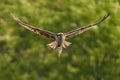 Osprey Catch IX Royalty Free Stock Photo