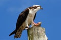 Osprey with a catch on a light pole Royalty Free Stock Photo