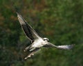 Osprey Catch V Royalty Free Stock Photo