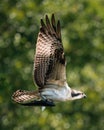 Osprey Catch VI Royalty Free Stock Photo