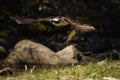 Osprey fishing for alewife on coast of Maine