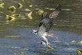 Osprey catches a fish Royalty Free Stock Photo