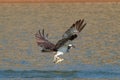 Osprey catches a fish and grasps it in his talons Royalty Free Stock Photo