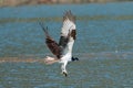 Osprey catches a fish from the lake and grasps it in his talons. Royalty Free Stock Photo