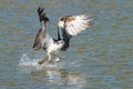 Osprey catches a fish from the lake and grasps it in his talons.