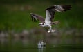 Osprey catches a Fish Royalty Free Stock Photo