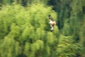 Osprey catches fish Royalty Free Stock Photo