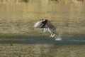 Osprey catches fish from water. Royalty Free Stock Photo