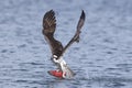 Osprey catches kokanee salmon.