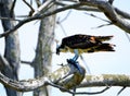 An osprey eats its freash catch in a dead tree along the north Florida marsh Royalty Free Stock Photo