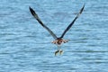 Osprey catches two fish Royalty Free Stock Photo