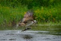 Osprey catching fish. Flying osprey with fish. Action scene with osprey in the nature water habitat. Hunter with fish in fly. Bird Royalty Free Stock Photo