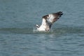 Osprey catching fish from the lake. Royalty Free Stock Photo