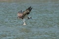 Osprey catching fish from the lake.