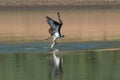 Osprey catching fish from the lake.