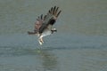 Osprey catching fish from the lake.