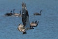 Osprey catching a fish