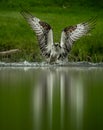 Osprey catching a fish