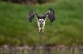 Osprey catching a fish with talons out Royalty Free Stock Photo