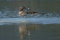 Osprey catching a fish and taking off from water