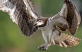 Osprey catching a fish with talons out Royalty Free Stock Photo