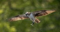 Osprey catching a fish with talons out Royalty Free Stock Photo