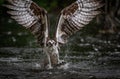 Osprey catching a fish with talons out