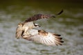 Osprey catching fish