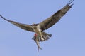 Osprey with the caught.