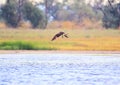Osprey caught a large mullet and flew out