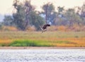 Osprey caught a large mullet and flew out