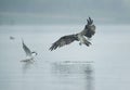 Osprey charging a seagull at Bhigwan bird sanctuary, Maharashtra