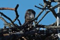 Osprey Chick Sitting in the Nest Royalty Free Stock Photo