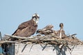 Osprey And Chicks