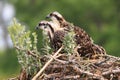 Osprey chicks brothers into the nest Royalty Free Stock Photo