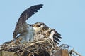 Osprey Chicks