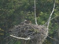 Osprey chicks on a nest beside the lamar river in yellowstone Royalty Free Stock Photo