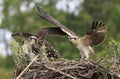 Osprey chicks training for flight Royalty Free Stock Photo
