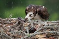 Osprey feeding chicks in the nest in Florida fish Royalty Free Stock Photo