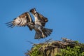 Osprey on a clear summer morning with blue skies taking off from nest box Royalty Free Stock Photo