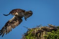 Osprey on a clear summer morning with blue skies taking off from nest box Royalty Free Stock Photo