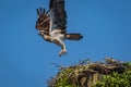 Osprey on a clear summer morning with blue skies taking off from nest box Royalty Free Stock Photo