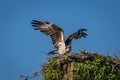 Osprey on a clear summer morning with blue skies taking off from nest box Royalty Free Stock Photo