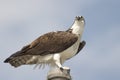 Osprey close up, Everglades National Park Royalty Free Stock Photo