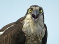 Osprey Close-up Royalty Free Stock Photo