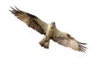 The osprey in flight Royalty Free Stock Photo