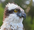 Osprey close up Royalty Free Stock Photo