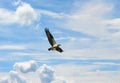 Osprey in clouds with fish